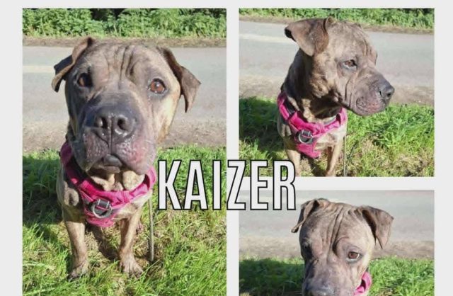 Kaizer