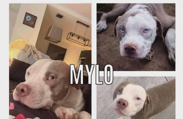 Mylo