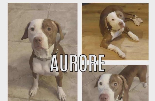 Aurore