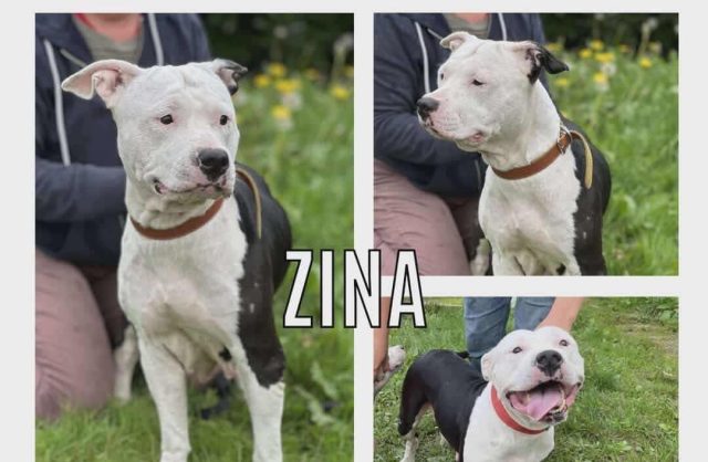 Zina