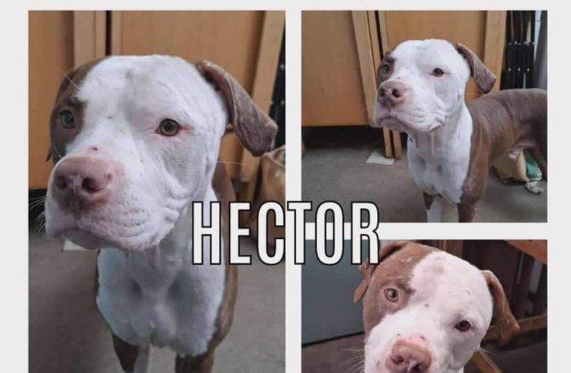 Hector