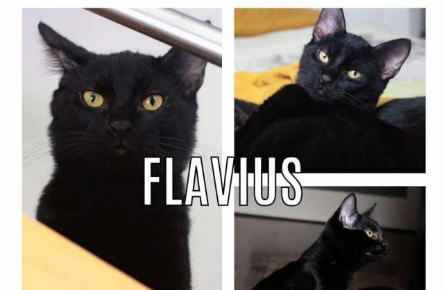 Flavius