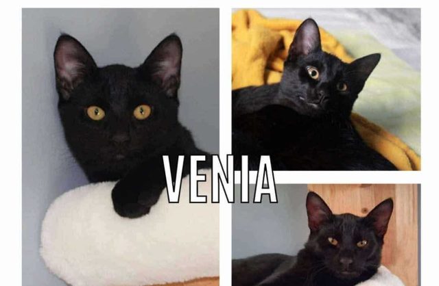 Venia