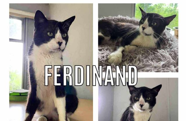Ferdinand