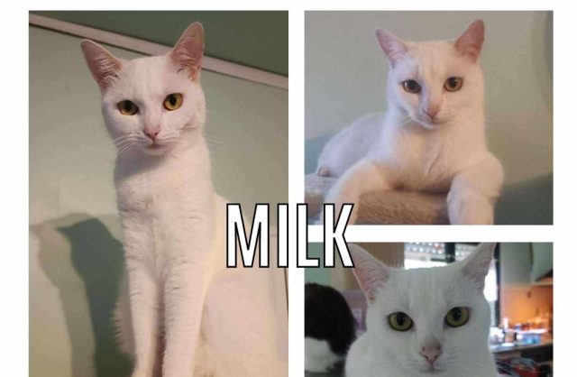 Milk
