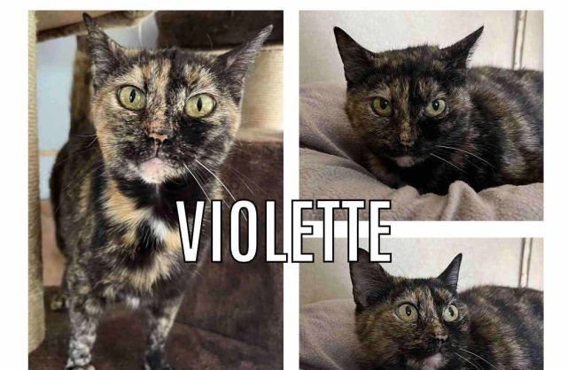 Violette
