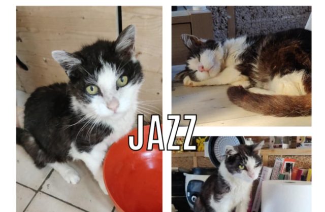 Jazz