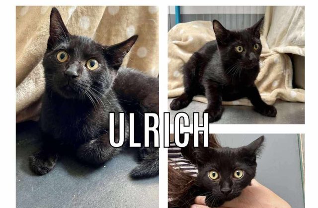 Ulrich