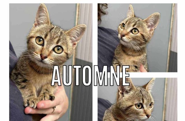 Automne