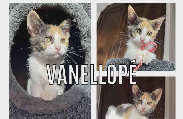 Vanellopé