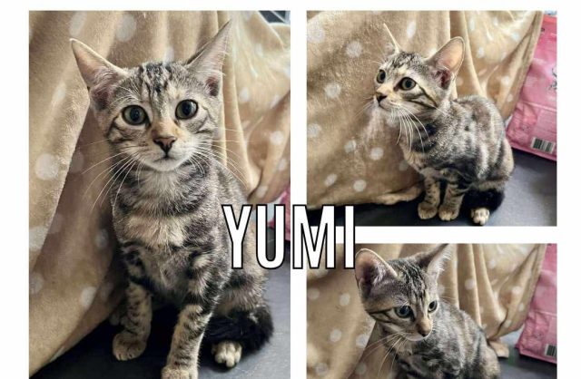 Yumi